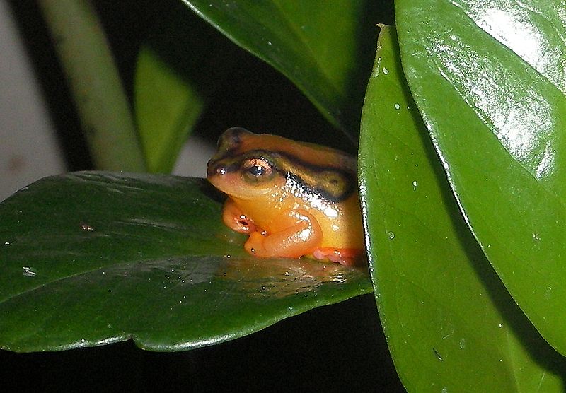 File:Riedfrosch-106.jpg