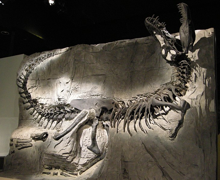 File:Royal Tyrrell Black Beauty.jpg