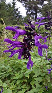 Salvia guaranitica or Blue Anise Sage