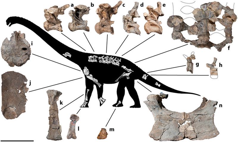 File:Savannasaurus skeleton.jpg