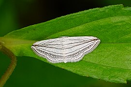 Scopula opicata