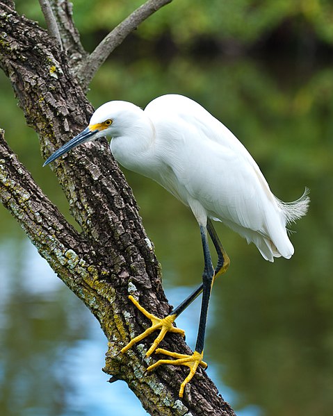 File:SnowyEgret-Florida.jpg