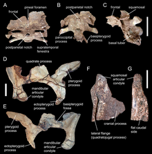 Photo of fragmentary skull bones