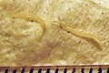 Two pinworms, captured on emergence from the anus. Markings are 1 mm apart.