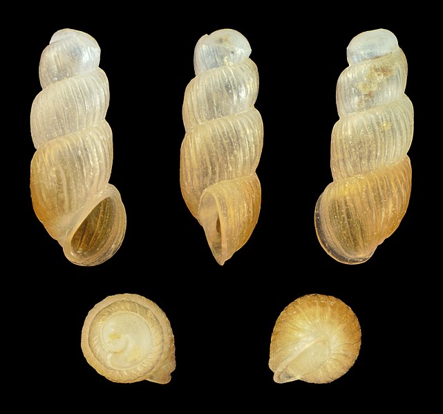 File:Truncatella subcylindrica 01.jpg