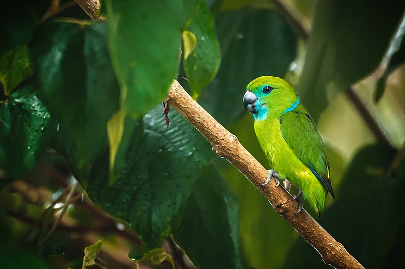 File:29 GUAIABERO PARROT.jpg