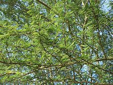 Foliage and branches