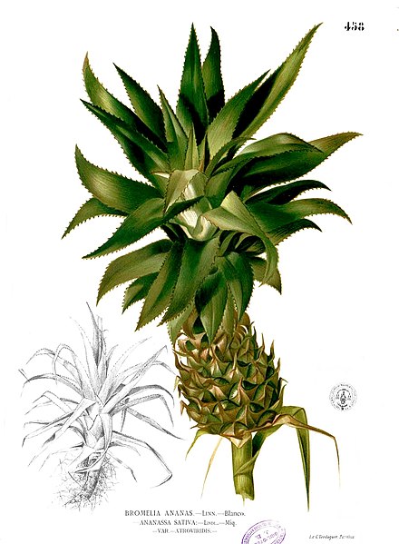 Archivo:Ananas comosus Blanco2.458.jpg