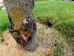 Árbol.