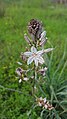 Asphodelus ramosus (Asphodelaceae)