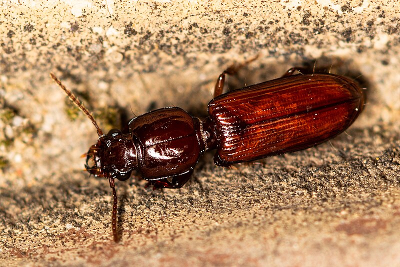 File:Clivina ypsilon 2.jpg