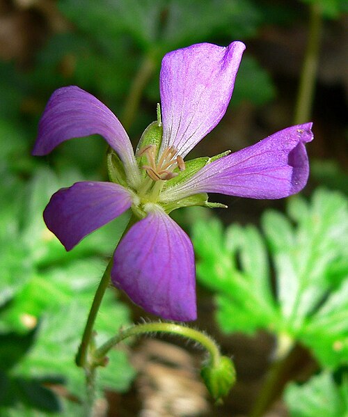 File:Geranium goldmannii 2.jpg