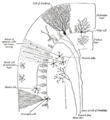 一大腦葉（cerebellar folium）的橫切面。