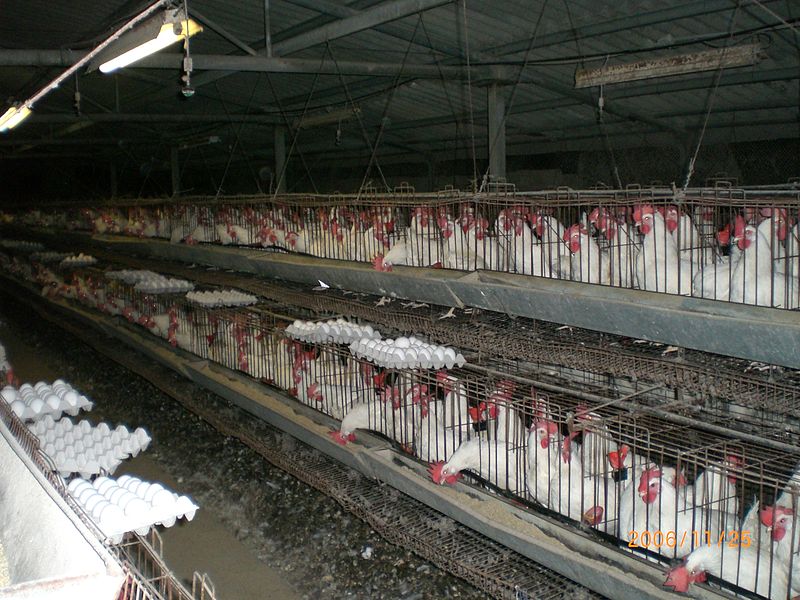 File:Industrial-Chicken-Coop.JPG