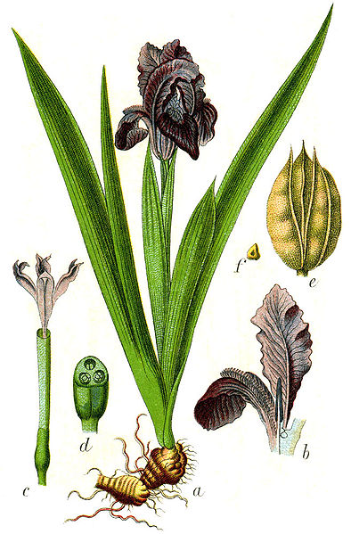 Файл:Iris pumila Sturm60.jpg