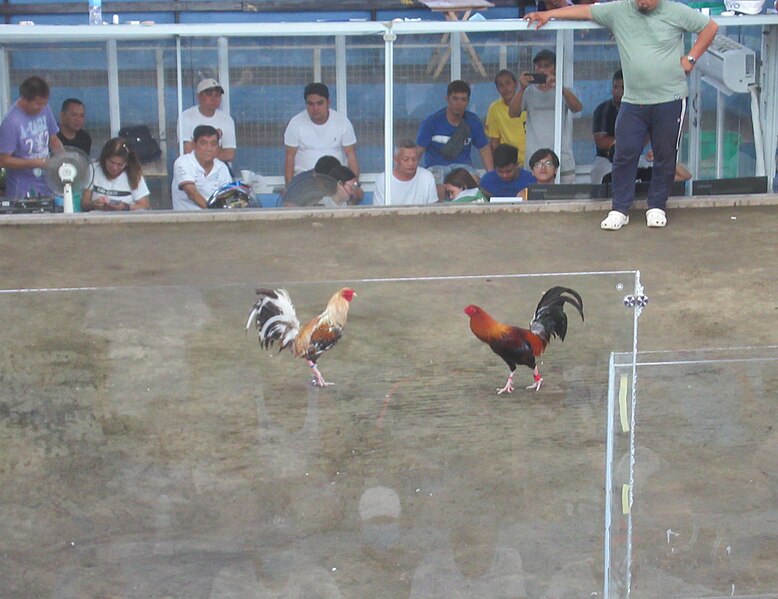 File:Legal cockfighting Guiguinto coliseum4.jpg