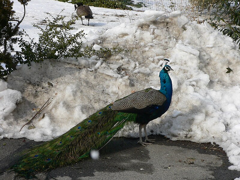 File:MP-Pavo cristatus 1.jpg