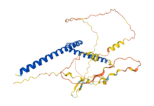 MYCL structure.png