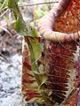 N. rafflesiana lower pitcher with a winged tendril