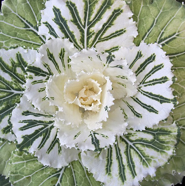 Файл:Ornamental Cabbage 1 (4124467613).jpg