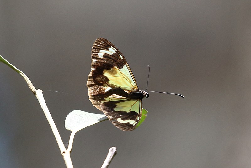 File:Parantica pumila.jpg