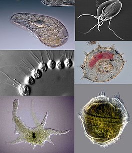 Разнообразие простейших. Слева: инфузория Blepharisma japonicum[англ.], воротничковый жгутиконосец Desmarella moniliformis[англ.], голая амёба Chaos carolinense; Справа: паразитический жгутиконосец Giardia muris, раковинная амёба Centropyxis aculeata[англ.], панцирный жгутиконосец Peridinium willei[англ.]