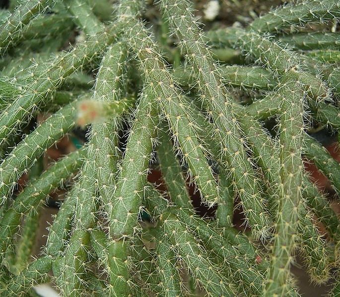 File:Rhipsalis pilocarpa2 ies.jpg