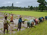 Rice farming in Myanmar, 2006