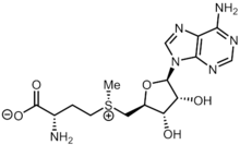 S-adenosyl methionine.png