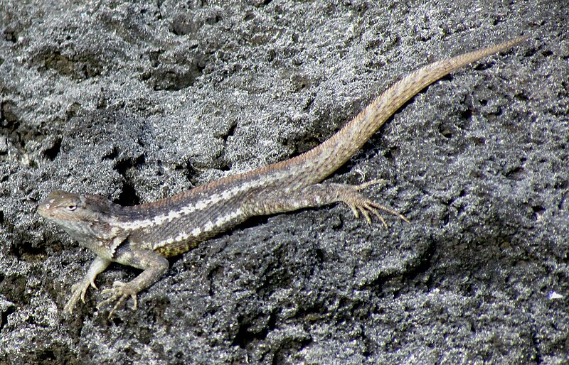 File:San Cristobal Lava Lizard.jpg