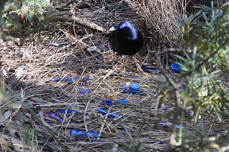 File:Satin Bowerbird nest.jpg