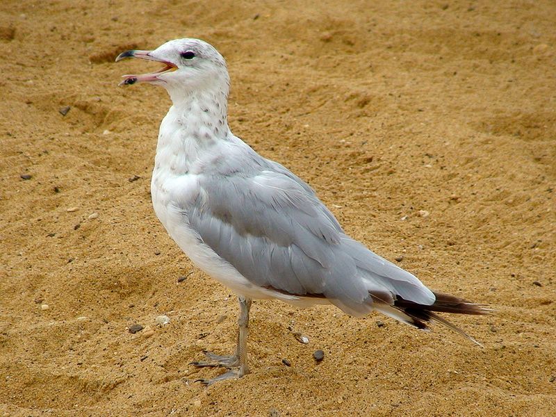 File:Sea gull sandy point.JPG