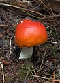 12 - Amanita muscaria?