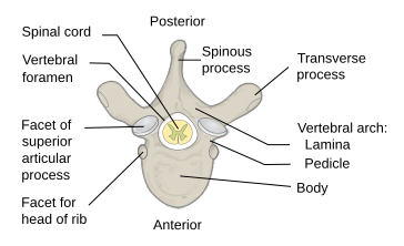 File:Vertebra Superior View-en.svg