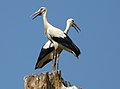 White stork; the young left the nest three weeks ago