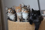 Appreciative wiki kittens