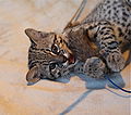 A Geoffroy's cat kitten