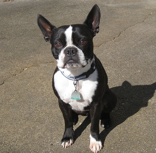 File:BostonTerrier001.JPG