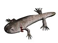 Branchiosaurus