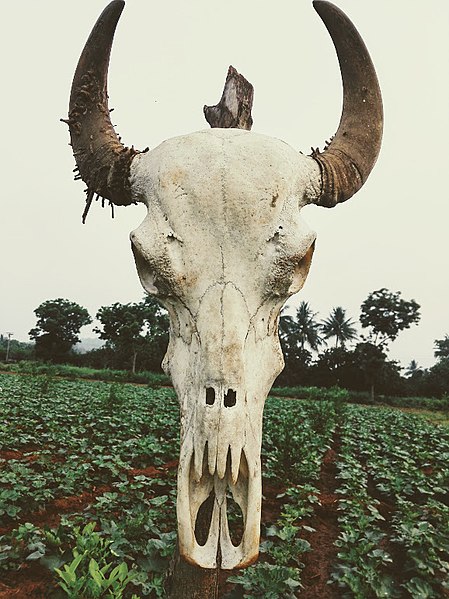 Archivo:Bull skull.jpg