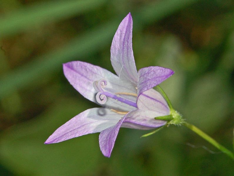 File:Campanulaceae - Campanula rapunculus-1.JPG