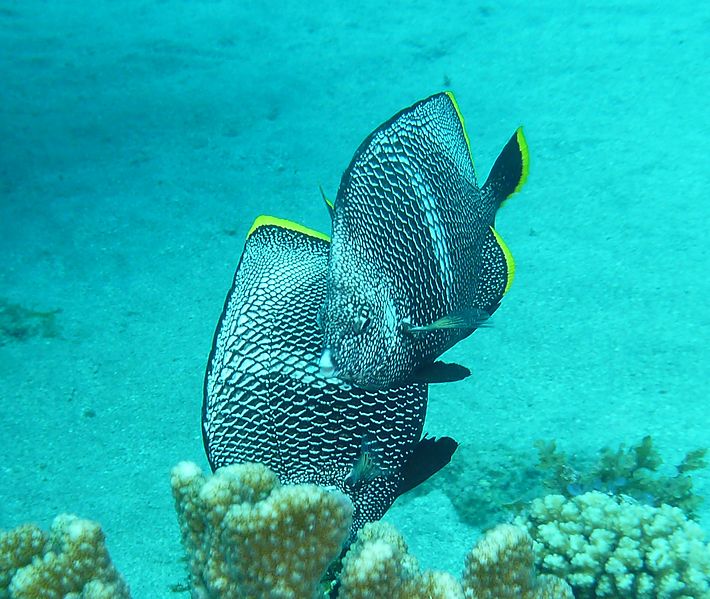 File:Chaetodon daedalma.jpg