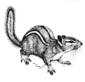 Chipmunk (PSF).png