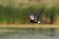 Black Tern