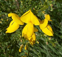 Common broom (upclose).jpg