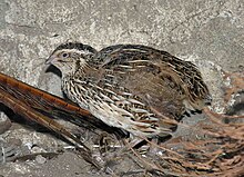 Coturnix coturnix (Lmbuga).jpg