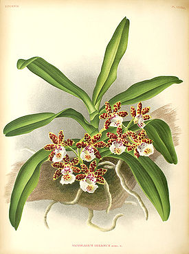 Gastrochilus bellinus из книги LINDENIA. ICONOGRAPHIE DES ORCHIDEES. 1855-1903гг.