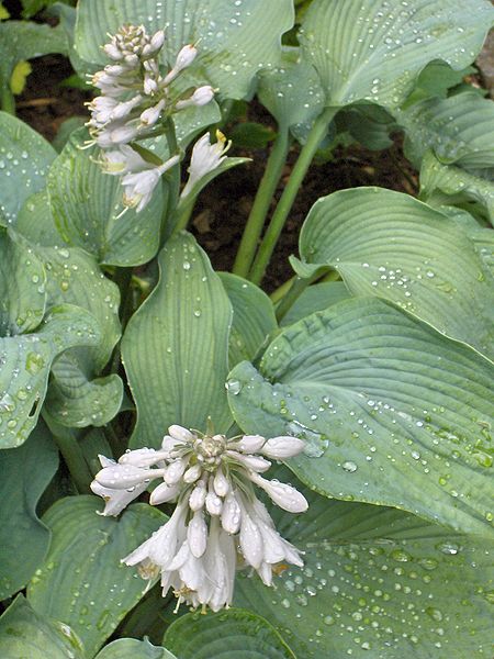 Файл:Hosta Bressingham Blue.JPG