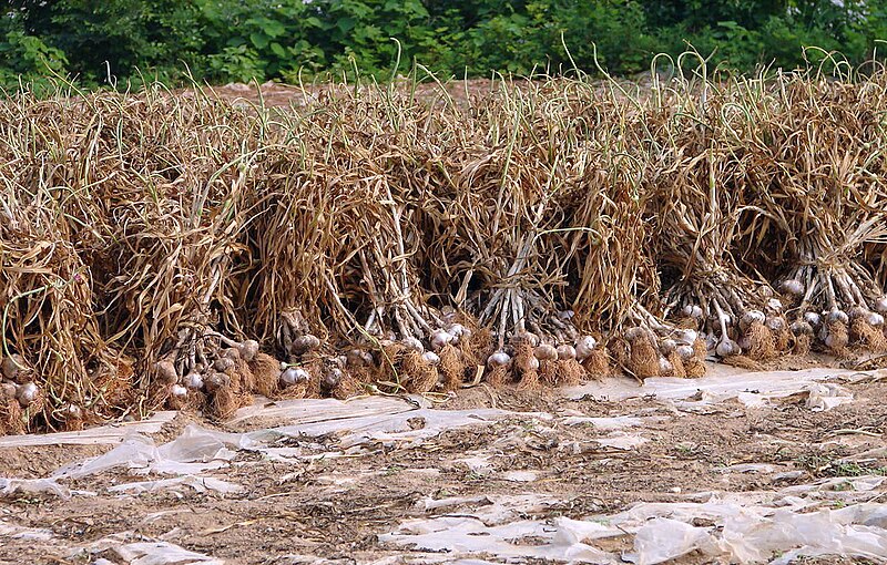 Файл:Korea-Goheunggun-Garlic harvest 4196-06.JPG