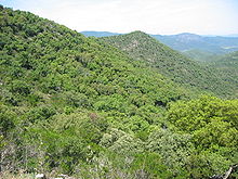 Massif-des-Maures-3.JPG